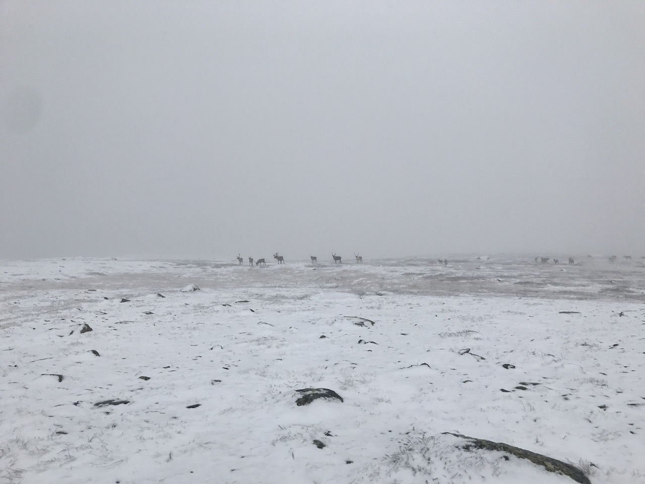 Kungsleden Reindeers