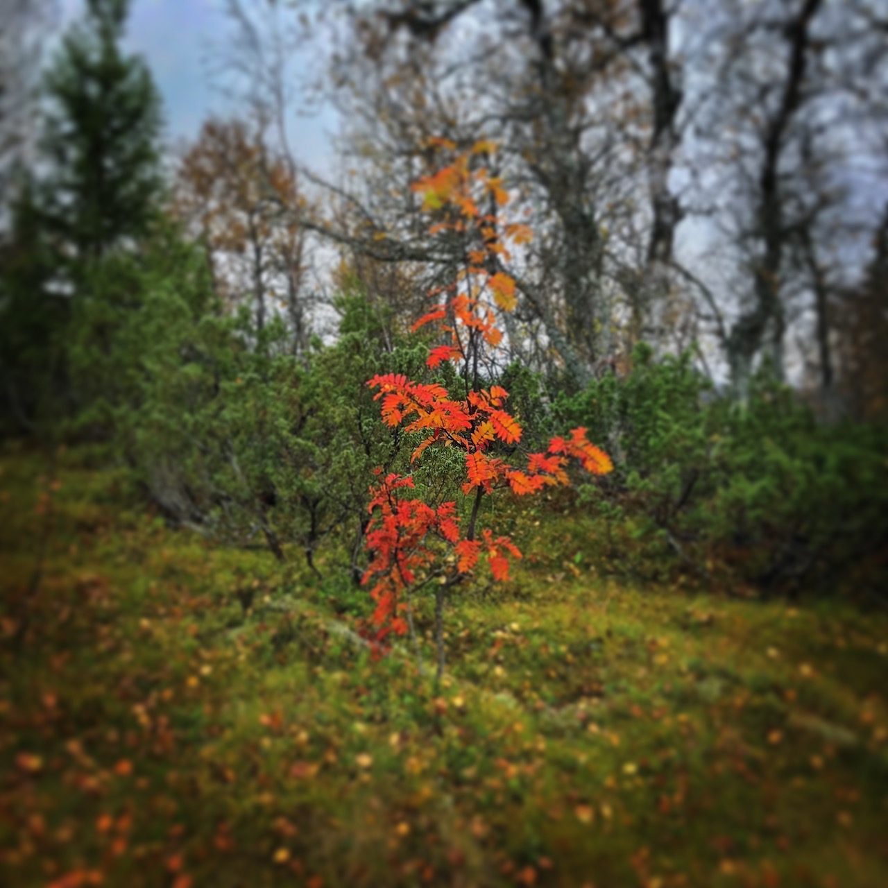 Kungsleden tree