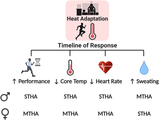 Heat training adaptations