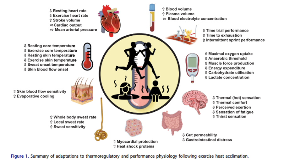 Adaptations to heat following heat acclimation. Graphic.